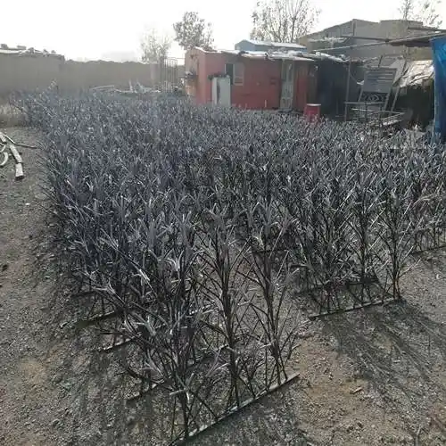 عکس حفاظ نخل مرداب