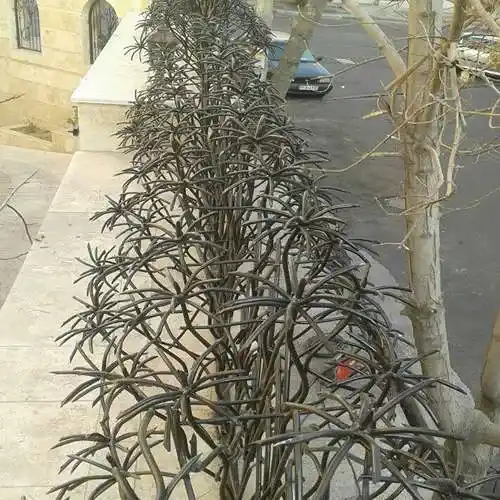 حفاظ نخل مرداب برای دیوار ویلا