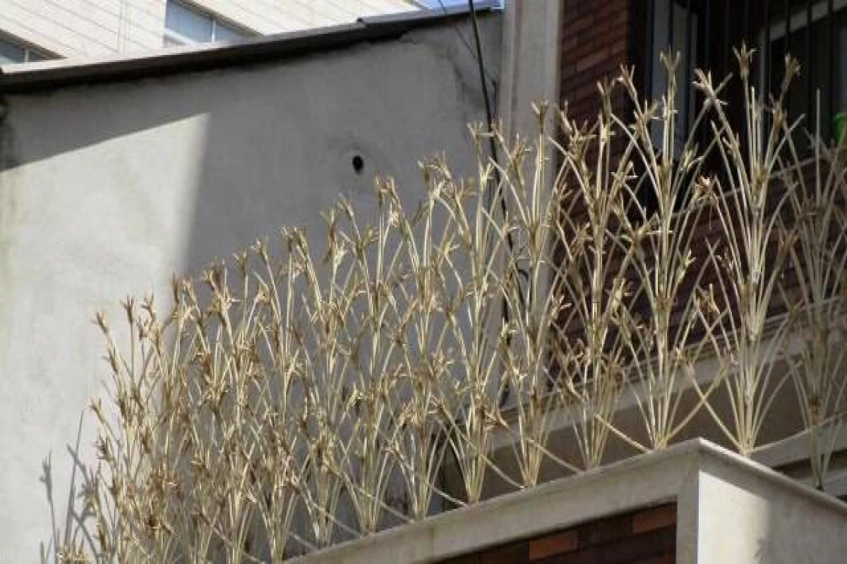 حفاظ لیلیومی سفید طلایی ارتفاع 1 متر